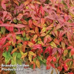 Evergreen Patio Shrub Collection -Flourish Flora NAND BLUSHPINK S08545