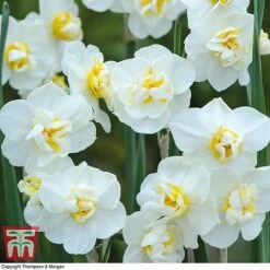 Narcissus 'Cheerfulness Duo' -Flourish Flora NARC T46016 B