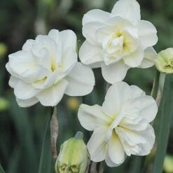 Narcissus 'Rose Of May Improved'