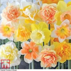 Narcissus 'Citrus Sorbet'