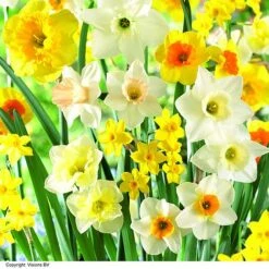 Narcissus 'Cupped' -Flourish Flora NARC LRGCUPMIX H63243
