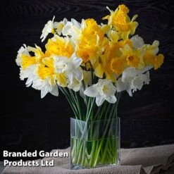 Narcissus 'Cupped' -Flourish Flora NARC LRGCUPMIX L41135