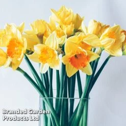 Narcissus 'Cupped' -Flourish Flora NARC LRGCUPMIX L41136