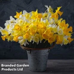 Narcissus 'Cupped' -Flourish Flora NARC LRGCUPMIX L41178
