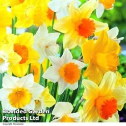 Narcissus 'Cupped' -Flourish Flora NARC LRGCUPMIX R63244