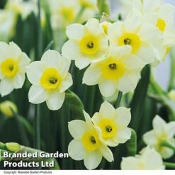 Spring Bulb Beach Collection -Flourish Flora NARC MINNOW T32050