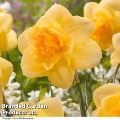 Spring Bulb Beach Collection -Flourish Flora NARC ORANGEJUI R491711