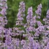 Nepeta 'Six Hills Giant'