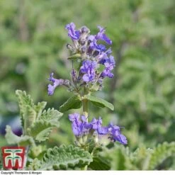 Nepeta 'Six Hills Giant' -Flourish Flora NEPE t64448 B