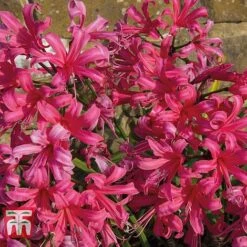 Nerine Bowdenii 'Mister John' -Flourish Flora NERI T69408 C