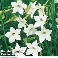 Nicotiana Alata 7 Nicotiana Alata -Flourish Flora NICO AFFINIS U63062