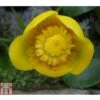 Nuphar Lutea (Deep Water Aquatic)