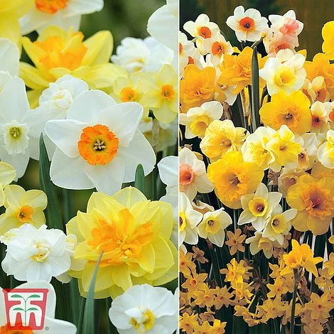 Narcissus Duo 1 Narcissus Duo