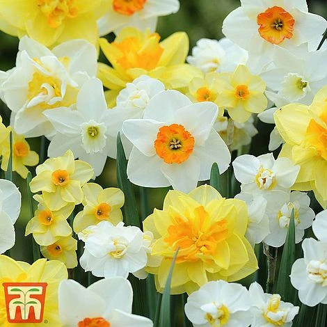 Narcissus Duo 2 Narcissus Duo - Image 2