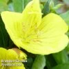 Oenothera Fruticosa 'Youngii'