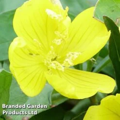 Oenothera Fruticosa 'Youngii' -Flourish Flora OENO KC9122 B