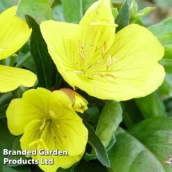 Oenothera Fruticosa 'Youngii' -Flourish Flora OENO KC9122 C