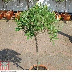 Olive Tree (Standard) -Flourish Flora OLIV T45799 A