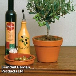 Olive Tree (Standard) -Flourish Flora OLIV OLEAEUROP S25343