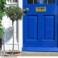 Olive Tree (Standard) -Flourish Flora OLIV STANDARD T25341