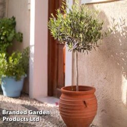 Olive Tree (Standard) -Flourish Flora OLIV STANDARD W48247