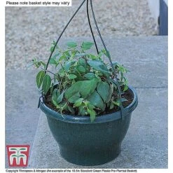 Sherbet Lemon -Flourish Flora ORAN KB3430 CC1