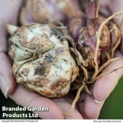 Oriental Lily Collection -Flourish Flora ORIE TKA2623 E