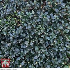 Osmanthus X Burkwoodii -Flourish Flora OSMA T58216 D