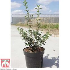 Osmanthus X Burkwoodii -Flourish Flora OSMA T58216 E