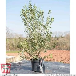 Osmanthus X Burkwoodii -Flourish Flora OSMA T58216 F