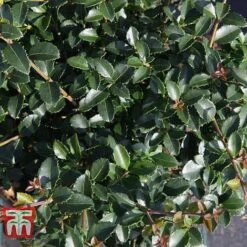 Osmanthus Delavayi -Flourish Flora OSMA T63584 D