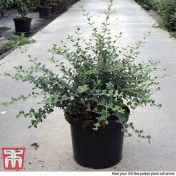 Osmanthus Delavayi -Flourish Flora OSMA T63584 F1