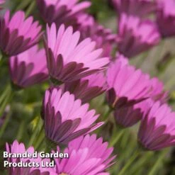 Osteospermum Blush Collection (Hardy) -Flourish Flora OSTE INTHEPINK S504181