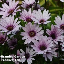 Osteospermum Blush Collection (Hardy) -Flourish Flora OSTE SENNANSUN S438872