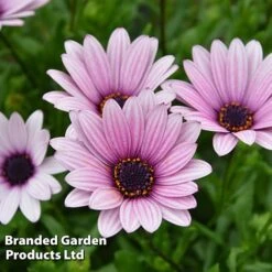 Osteospermum Blush Collection (Hardy) -Flourish Flora OSTE SENNANSUN S438881