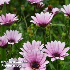 Osteospermum Blush Collection (Hardy) -Flourish Flora OSTE SENNANSUN S438901