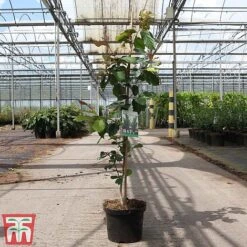 Parrotia Persica -Flourish Flora PARR TKA3314 A