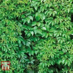 Parthenocissus Quinquefolia -Flourish Flora PART T58015 A