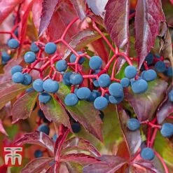 Parthenocissus Quinquefolia -Flourish Flora PART T58015 C