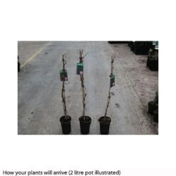 Parthenocissus Quinquefolia 'Engelmannii' -Flourish Flora PART T66356 A h