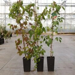 Parthenocissus Tricuspidata 'Veitchii Robusta' -Flourish Flora PART VEITCHROB S45910 NOW