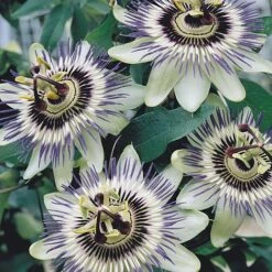Passiflora Caerulea -Flourish Flora PASS T58017 A h