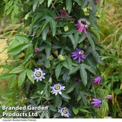 Passiflora Collection -Flourish Flora PASS TRIO T44029