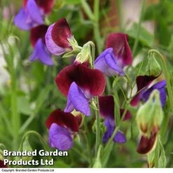 Sweet Pea 'Matucana' -Flourish Flora PEA MATU