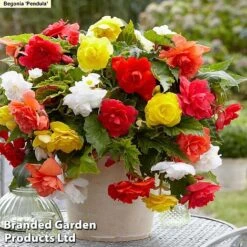 129 Bulb & Perennial Bumper Pack -Flourish Flora PENDULA