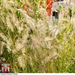 Pennisetum Alopecuroides -Flourish Flora PENN 1657 A1