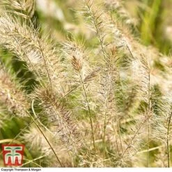 Pennisetum Alopecuroides -Flourish Flora PENN 1657 A3