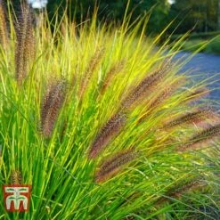 Pennisetum Viridescens -Flourish Flora PENN T66359 A