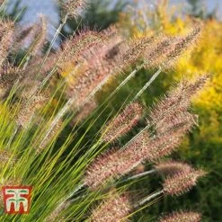 Pennisetum Viridescens -Flourish Flora PENN T66359 B