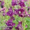 Penstemon 'Countess Of Dalkeith'